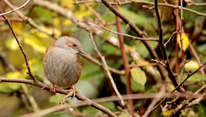 Les premiers chants d'oiseaux